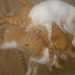 IMG-20261006-WA0083