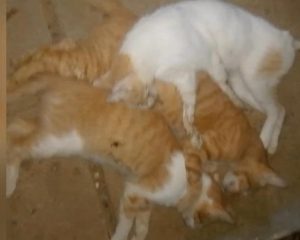 IMG-20261006-WA0083
